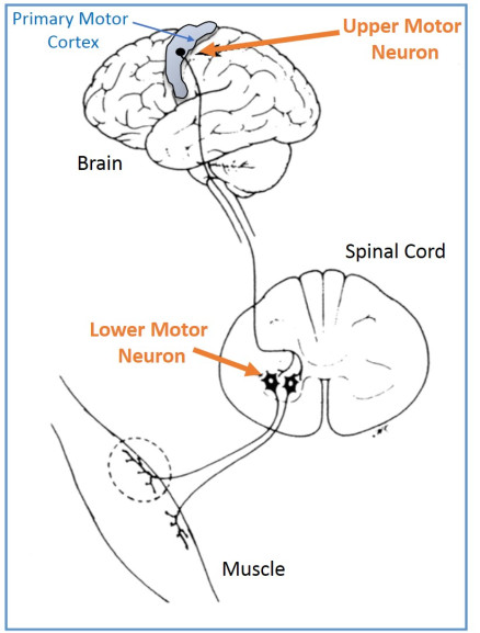 upper-motor-neuron-vs-lower-motor-neuron-google-search-basic-anatomy